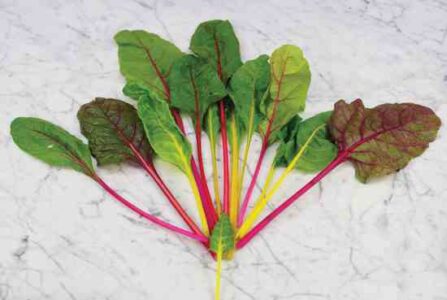 Cool Season Salad Greens Image